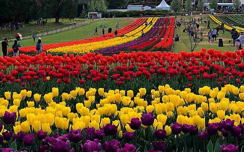 FLOWER POWER! GET READY FOR THE 66TH TESSELAAR TULIP FESTIVAL! 