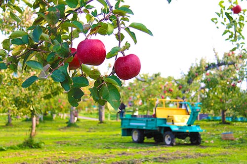 APPLE PICKING IN AOMORI 2017