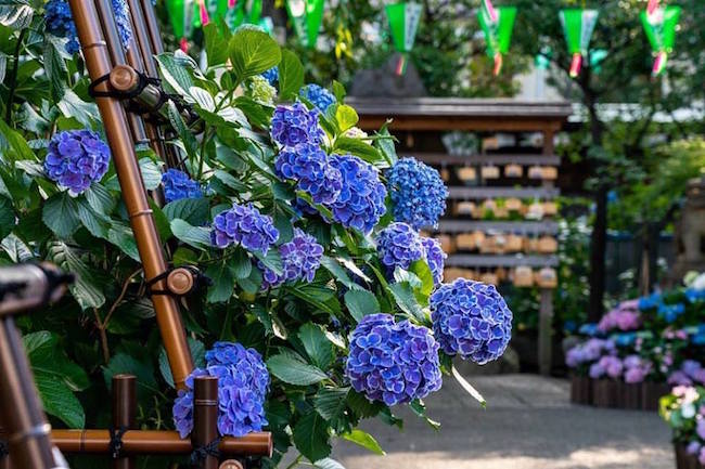 【日本】绣球花季节来啦！