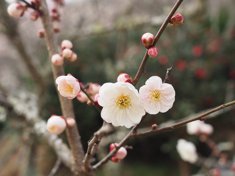 【日本 | 神奈川】到汤河原观赏严寒中盛开的梅花