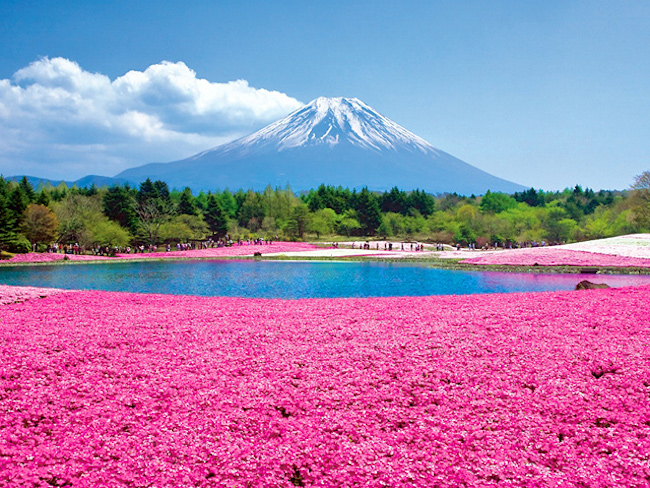 【日本｜赏花】富士山芝樱季